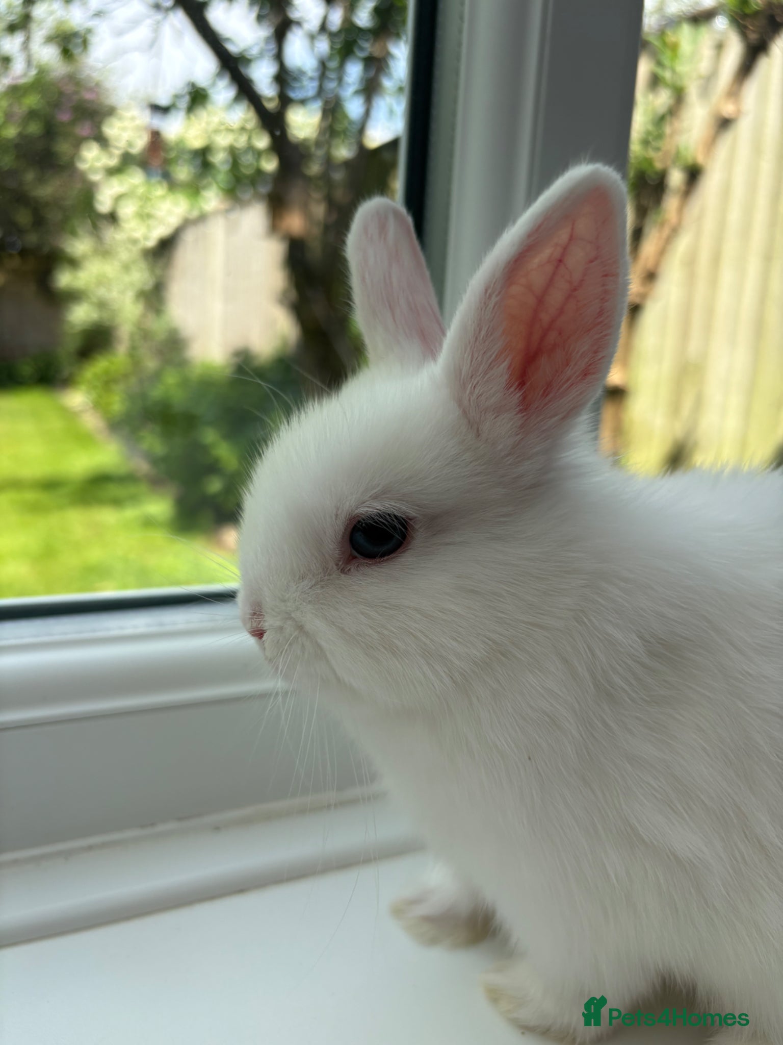 Netherland Dwarf rabbits FEMALE READY TO GO TODAY - Advert 5
