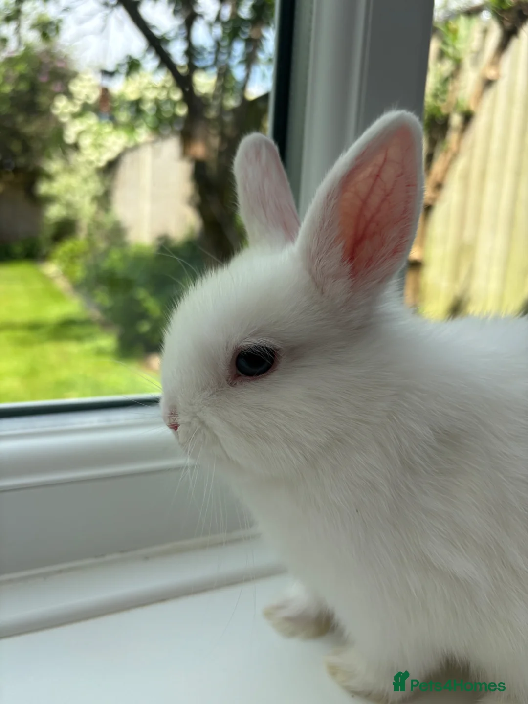 Netherland Dwarf rabbits for sale: FEMALE READY TO GO TODAY - Advert 1