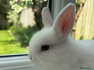 Netherland Dwarf rabbits FEMALE READY TO GO TODAY - Advert 4