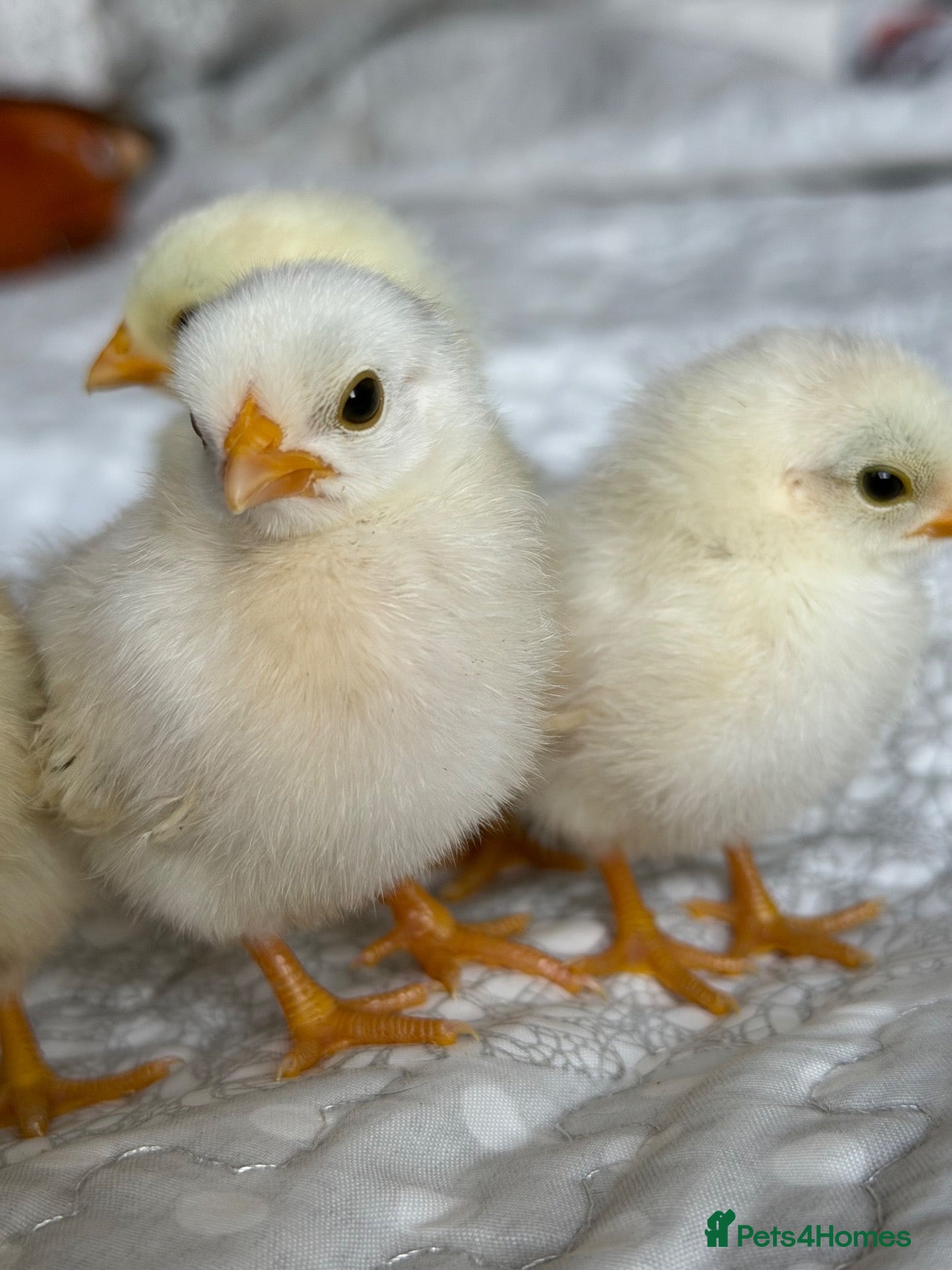 Chickens poultry Serama hatching eggs  - Advert 1