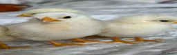 Chickens poultry for sale: Serama hatching eggs  - Advert 1