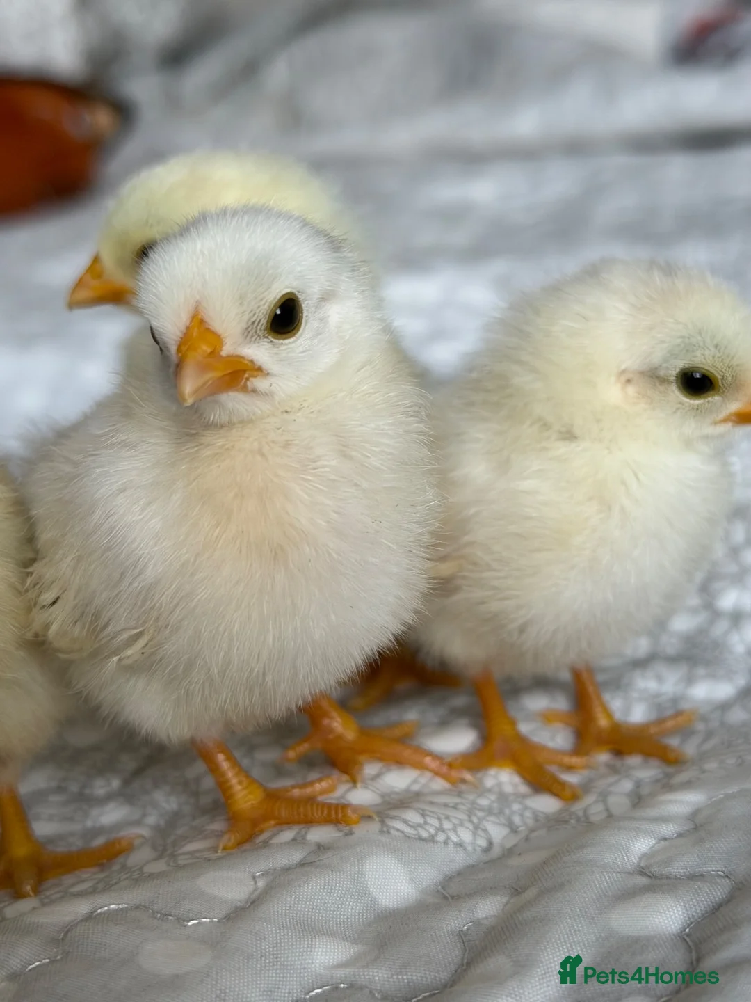 Chickens poultry for sale: Serama hatching eggs  - Advert 1