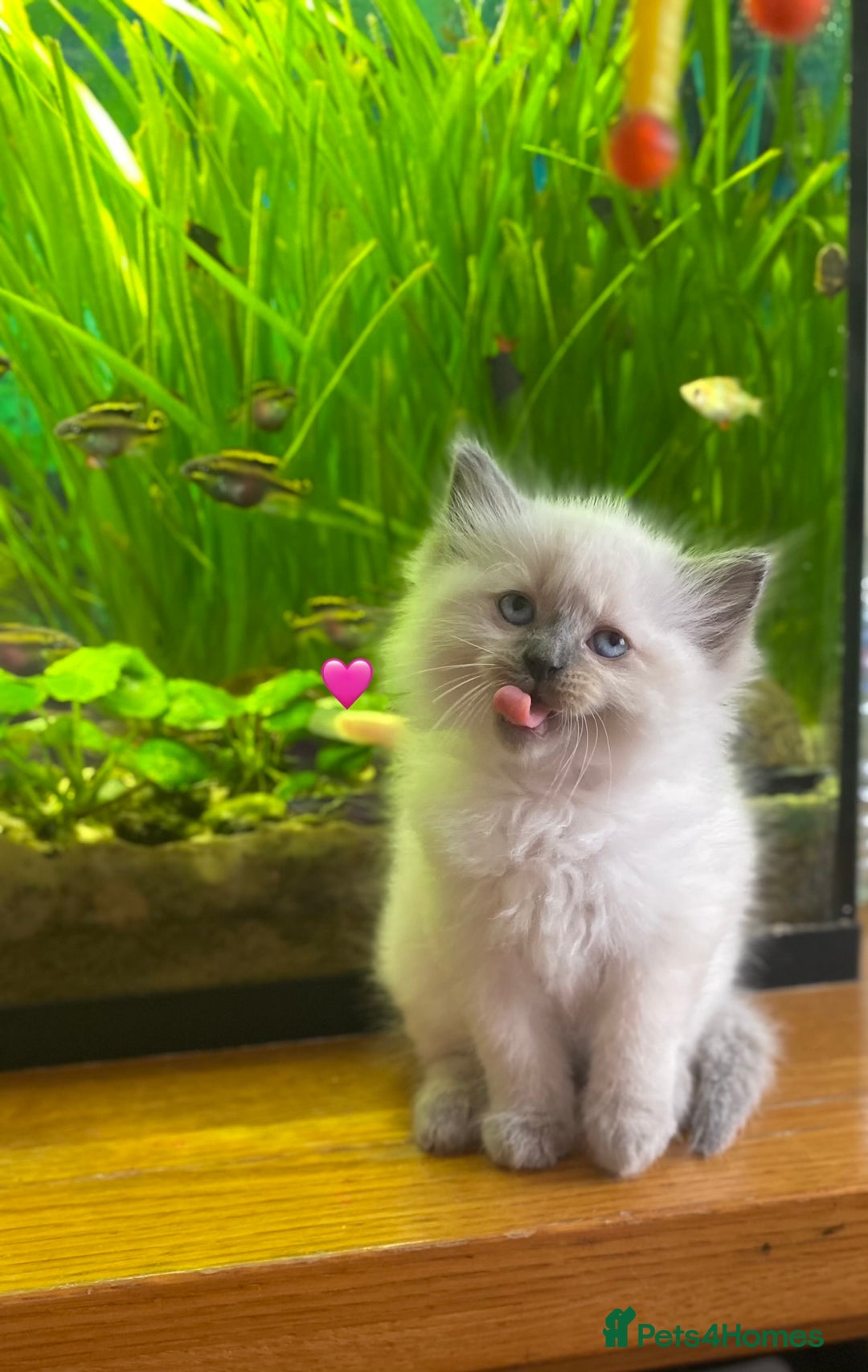 Ragdoll cats for sale: 😻 5 Beautiful Purebred Ragdoll Kittens 😻 - Image 33