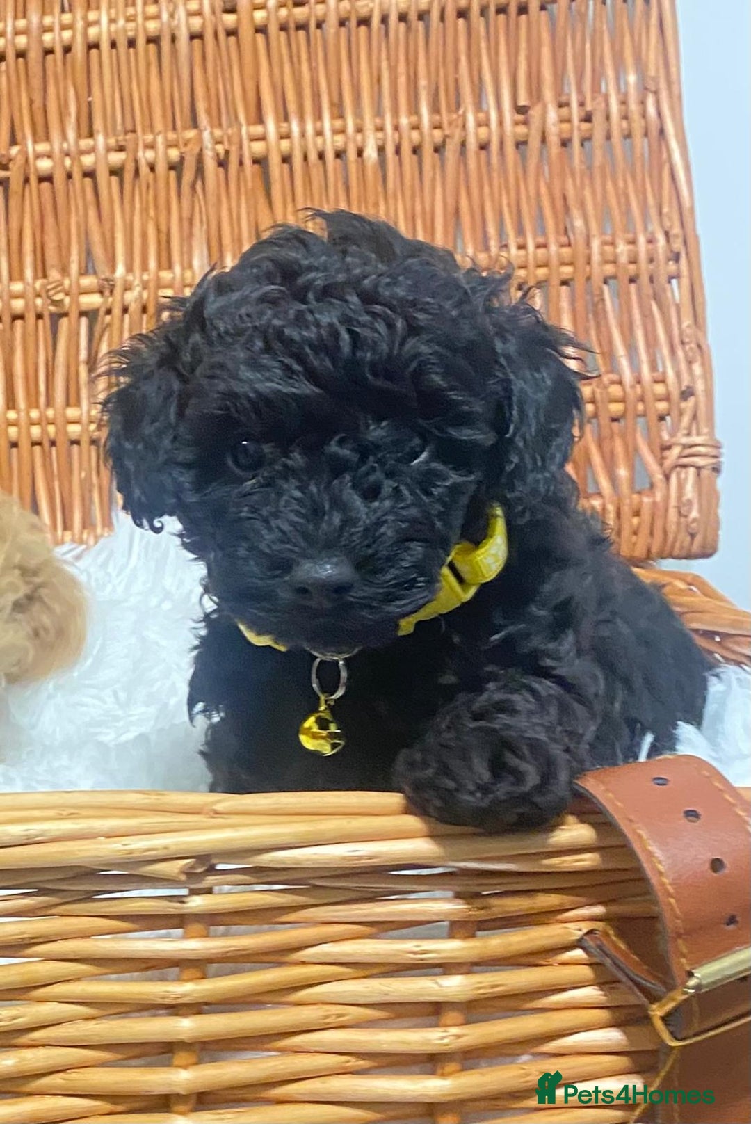 Mixed Breed dogs for sale: Adorable Toy/Miniature Poodle Puppies–Ready 27/9  - Image 2