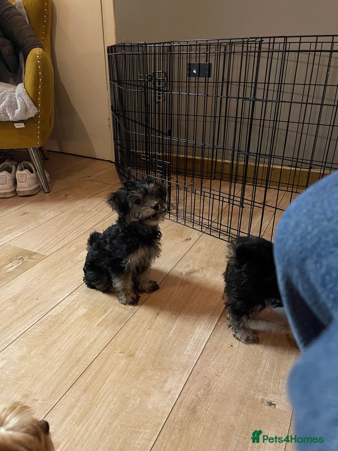Mixed Breed dogs for sale: Adorable Morkie Poo puppies - Advert 33