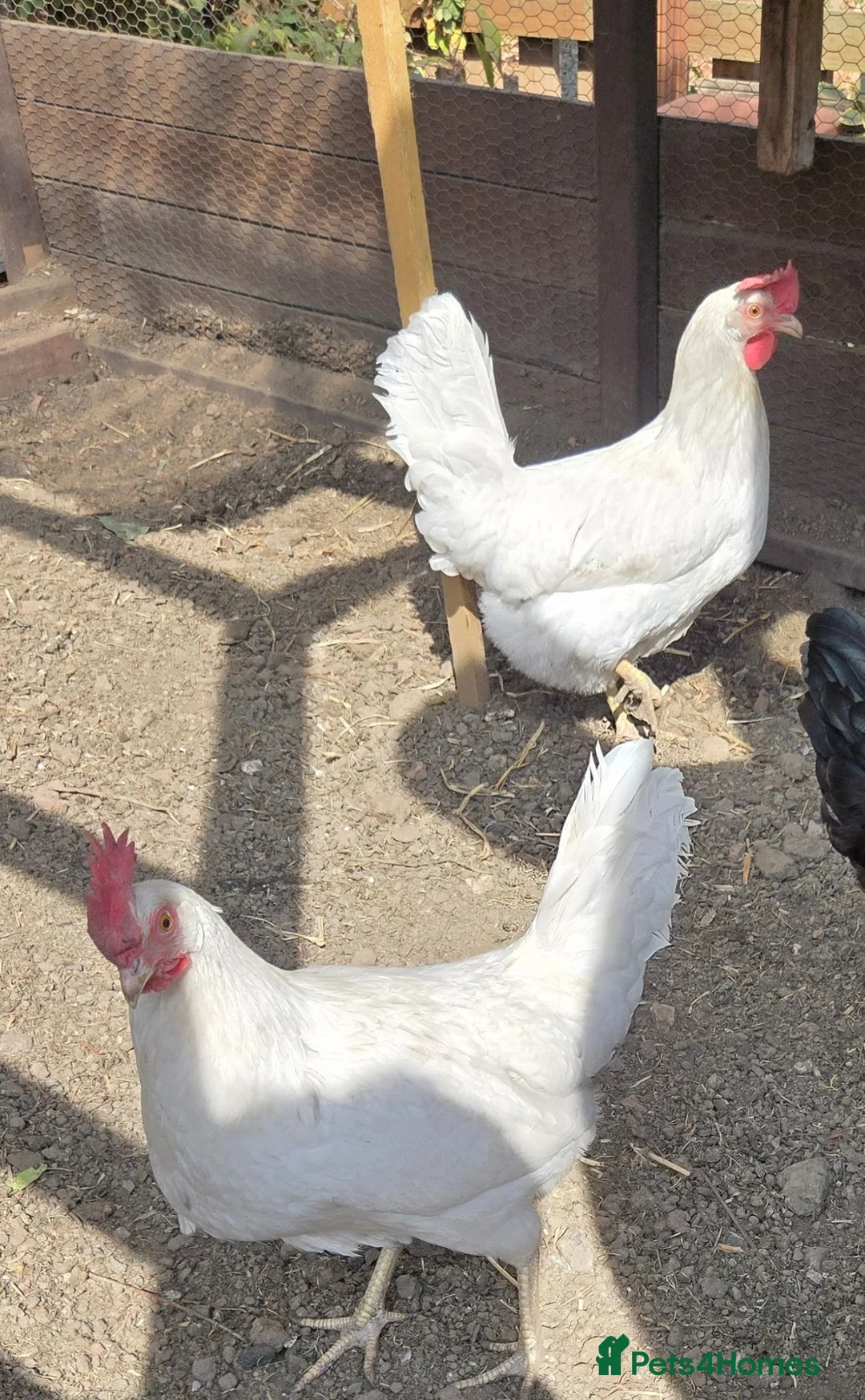 Chickens poultry for sale: Olive skyline x2 - Advert 2