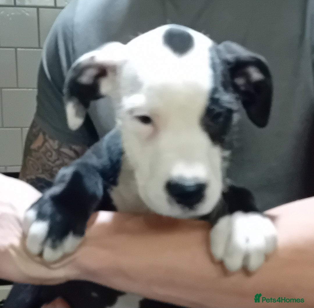 Mixed Breed dogs for sale: Bull wheaten female pup  - Advert 5