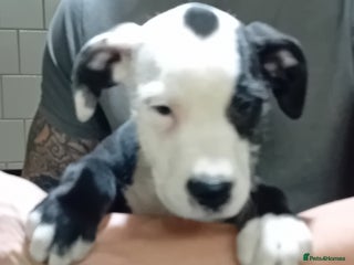 Mixed Breed dogs Bull wheaten pup available ready to go - Advert 14