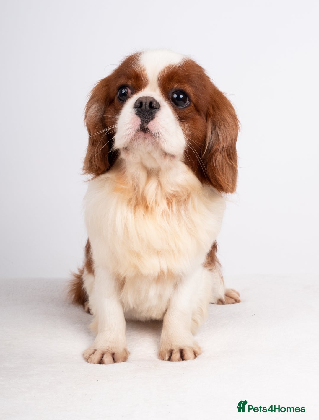 Cavalier King Charles Spaniel dogs for stud: KC REG CHAMPION SERBIAN IMPORT HEALTH TESTED CAVA in Hoddesdon - Advert 11