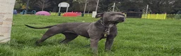 Staffordshire Bull Terrier dogs for sale: Stunning Staffordshire Bull Terrier female in Birmingham - Advert 1