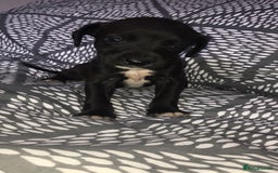Mixed Breed dogs for sale: 8 cocker spaniel mixed breed puppy's  - Image 2