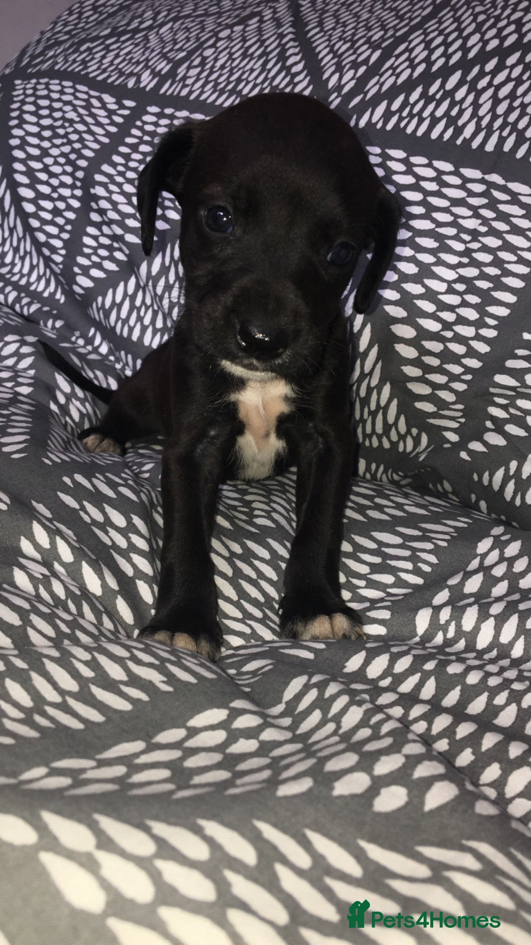 Mixed Breed dogs for sale: 8 cocker spaniel mixed breed puppy's  - Image 2