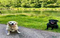 Mixed Breed dogs for sale: Meet Tank, a lovable Labrador-Rottweiler cross 🐶  - Advert 3