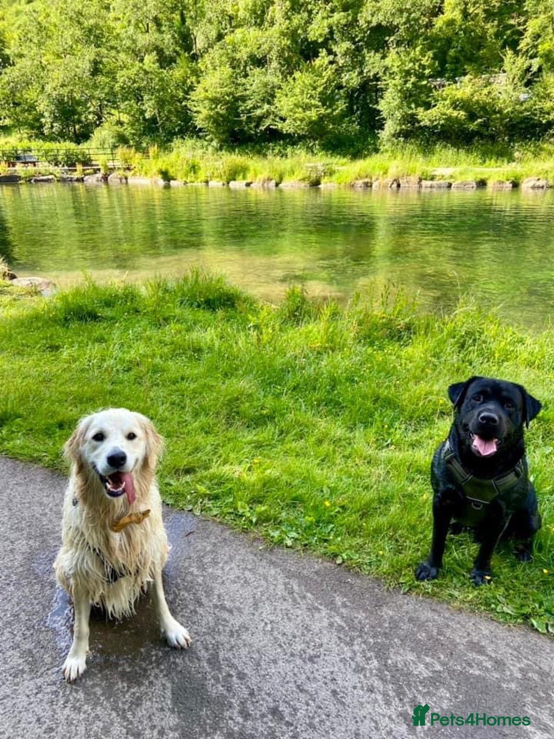 Mixed Breed dogs for sale: Meet Tank, a lovable Labrador-Rottweiler cross 🐶  - Advert 3