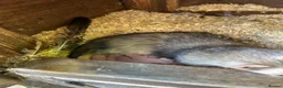 Ferret rodents for sale: Ferret kits - Advert 4
