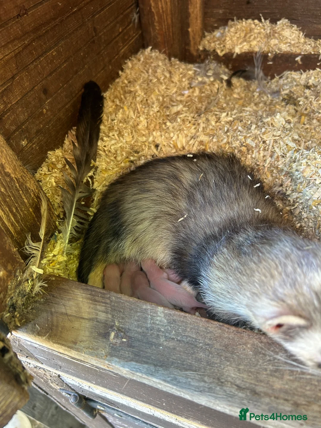 Ferret rodents for sale: Ferret kits - Advert 4