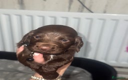 Cocker Spaniel dogs for sale: Cocker spaniel puppies  in Peterlee - Image 16
