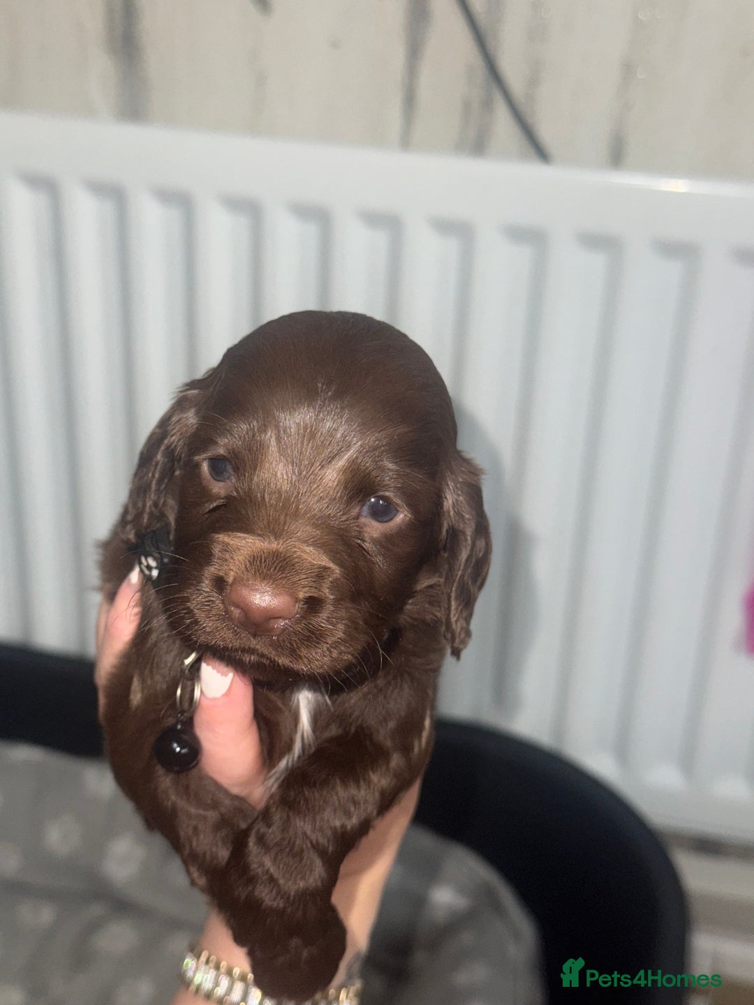 Cocker Spaniel dogs for sale: Cocker spaniel puppies  in Peterlee - Image 16