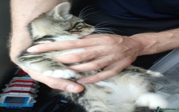 Mixed Breed cats for sale: Kittens for sale  - Image 15