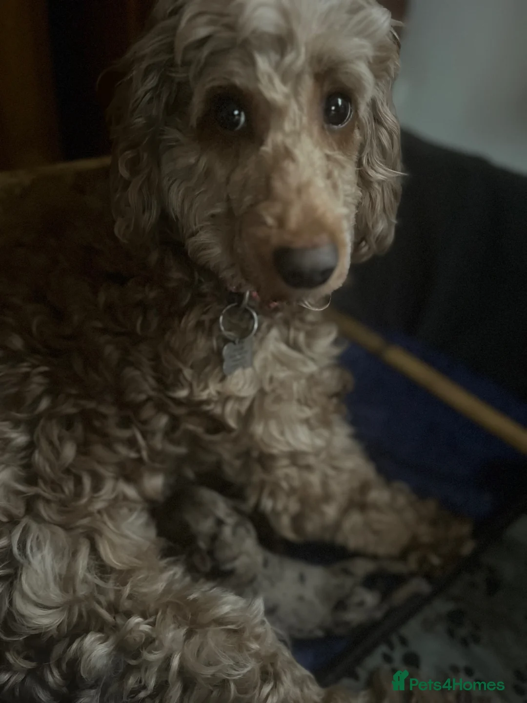 Cockapoo dogs for sale: Beautiful Merle cockapoo puppies  - Advert 2