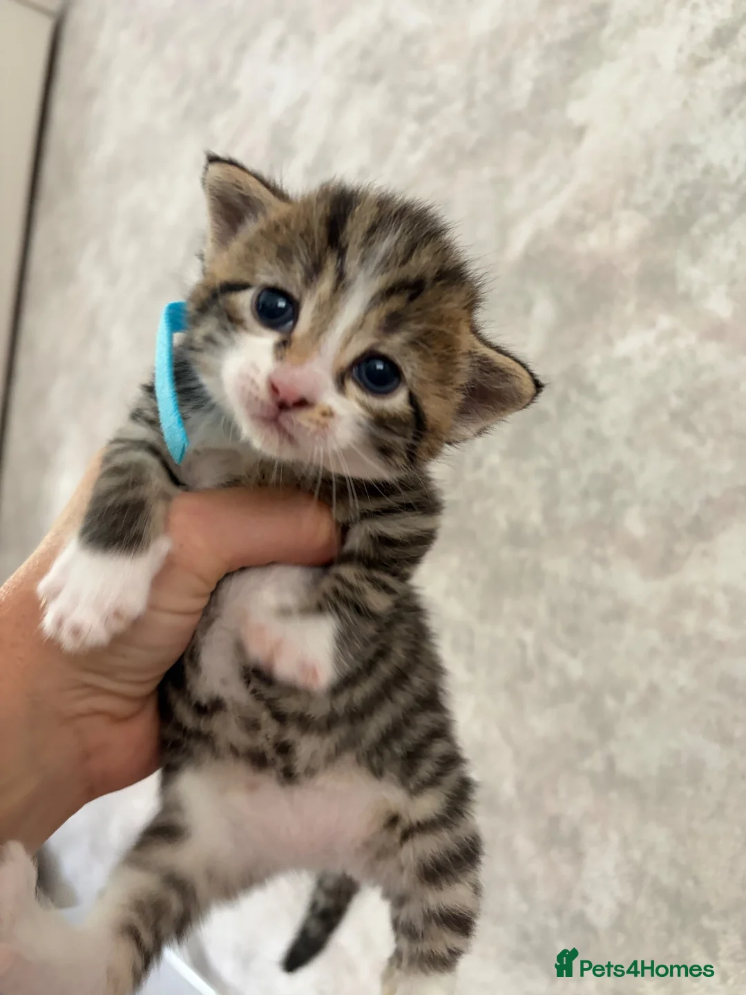 Mixed Breed cats for sale: 5 kittens reserved - Advert 12