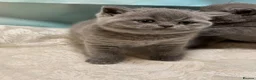 British Shorthair cats for sale: Beautiful British Shorthair kittens to reserve - Advert 23