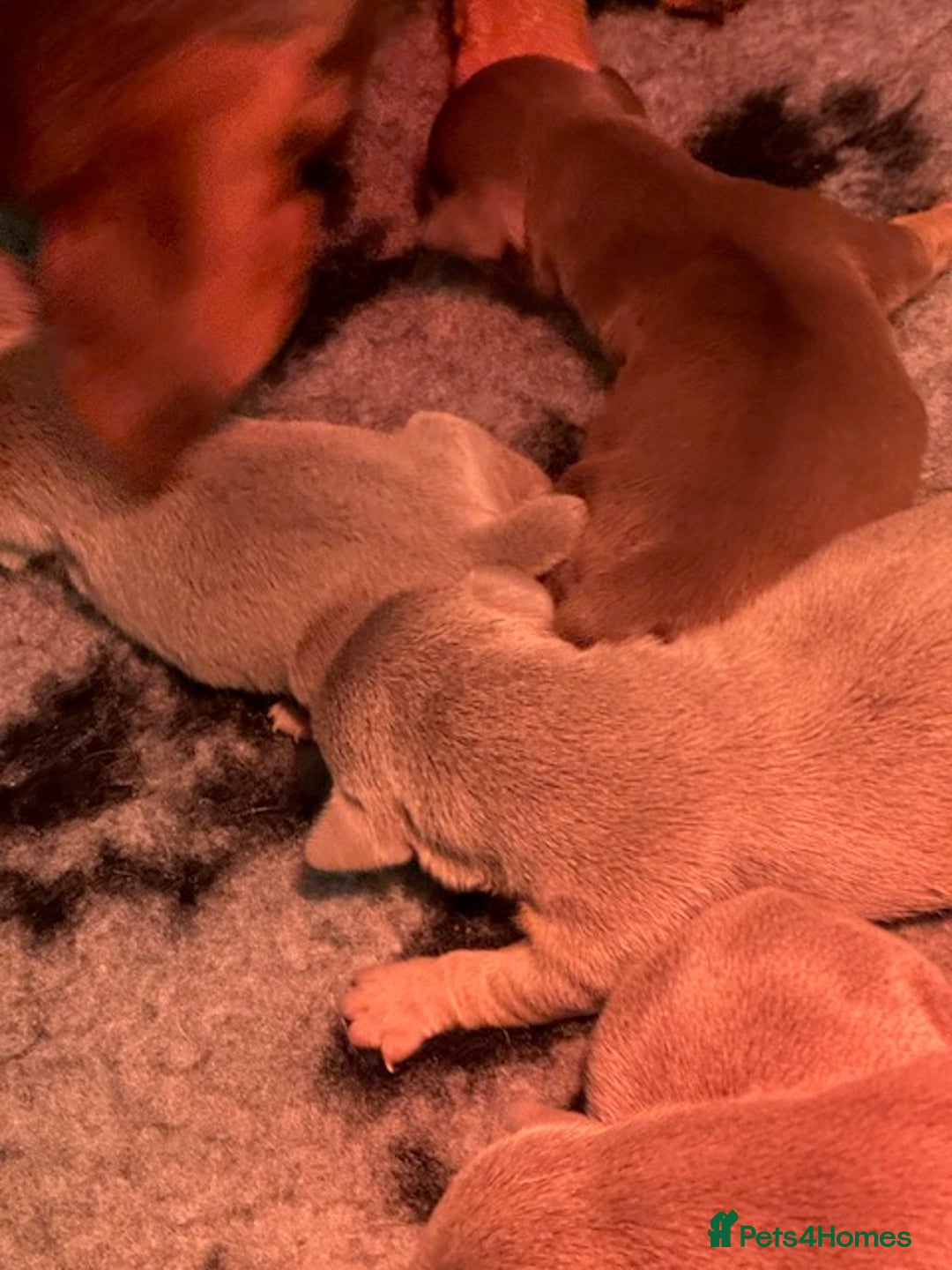 Jack Russell dogs for sale: STUNNING MINIATURE JRT's FOR SALE - Advert 6