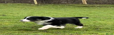 Border Collie Puppy 3