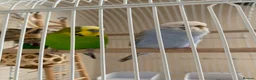 Budgerigars birds for sale: Budgies + cage with accessories and food for sale! in Enfield - Advert 2