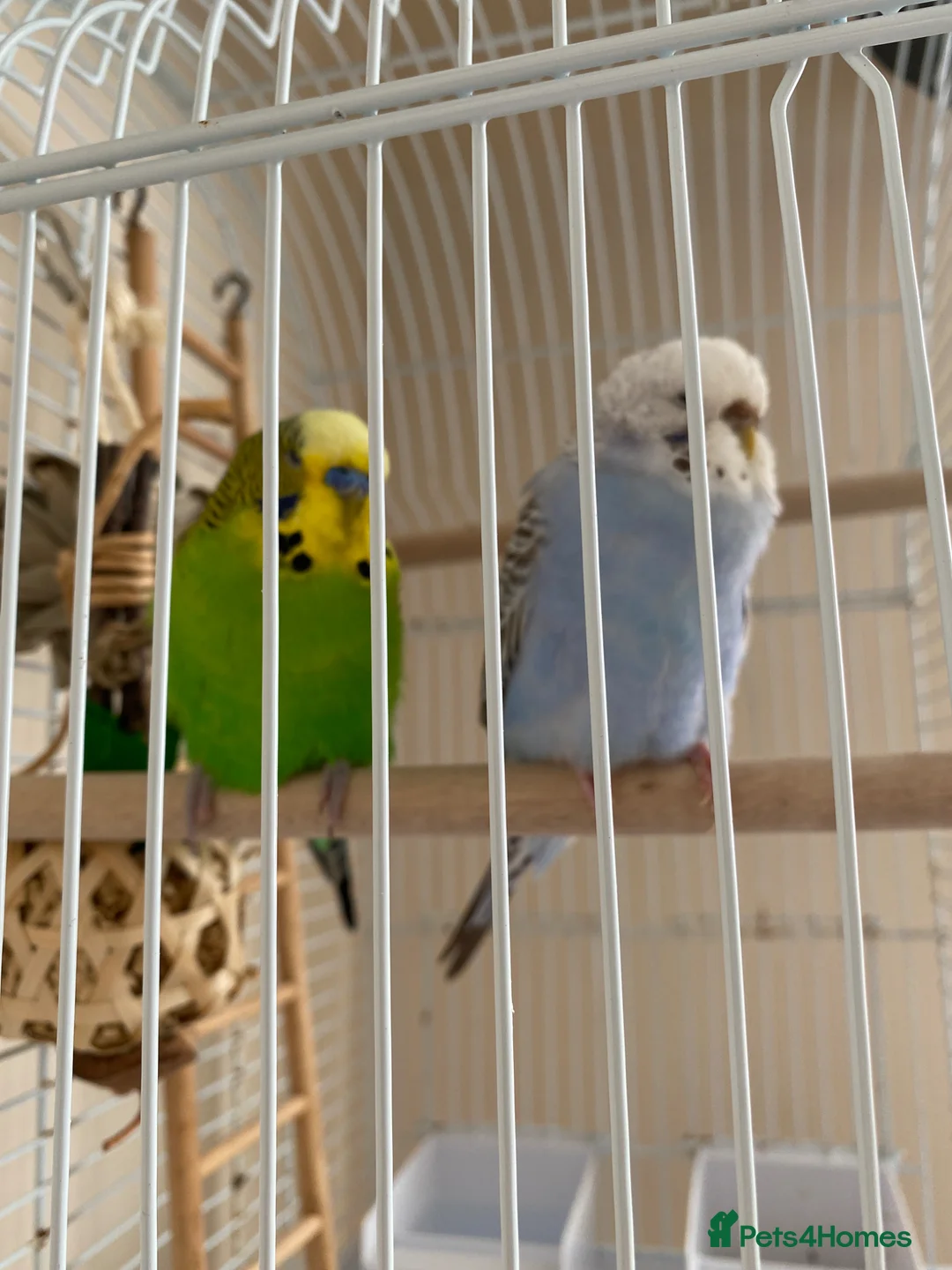 Budgerigars birds for sale: Budgies + cage with accessories and food for sale! in Enfield - Advert 2