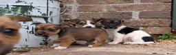 Jack Russell dogs for sale: Jack Russell Puppies - Advert 4