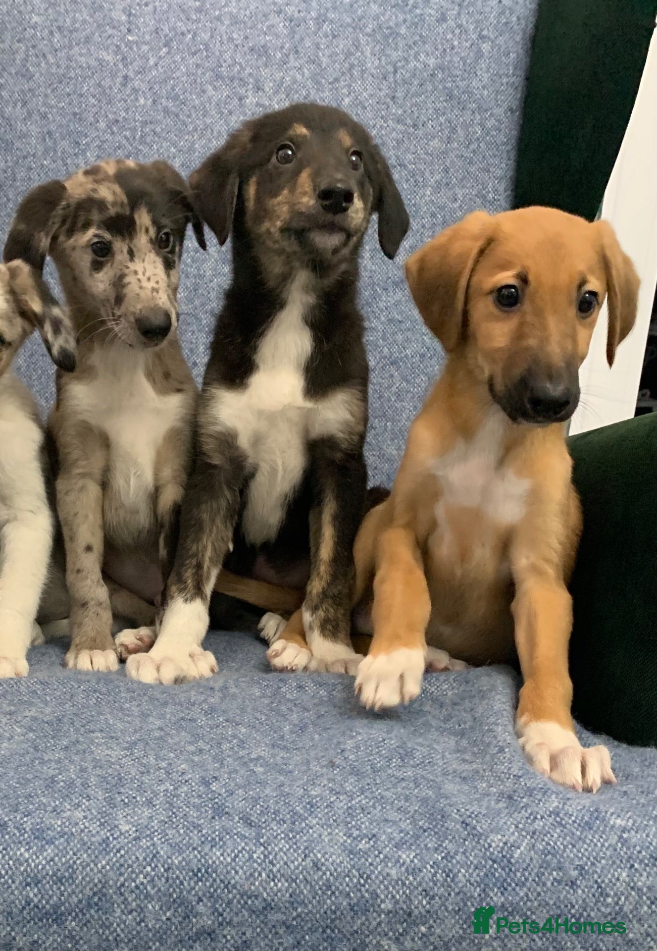 Mixed Breed dogs Blue Merle Border Collie x Lurcher Puppies  - Advert 9