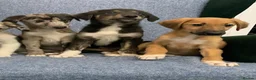 Mixed Breed dogs for sale: Blue Merle Border Collie x Lurcher Puppies  - Advert 12