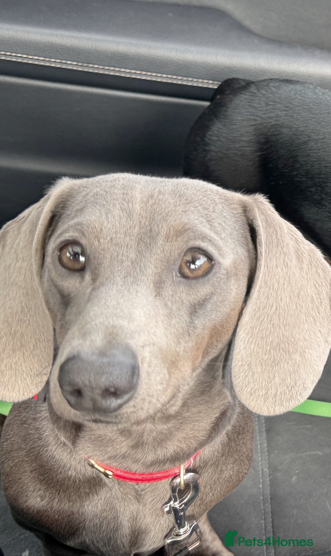Miniature Dachshund dogs for stud: Blue Miniature Dachshund for stud - Image 3