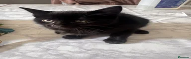Mixed Breed Kitten 3