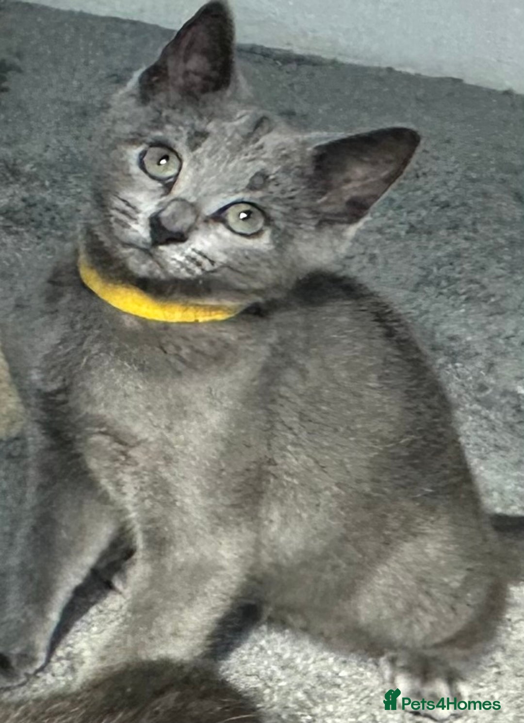 Russian Blue cats for sale: Russian Blue Kitten - Image 28