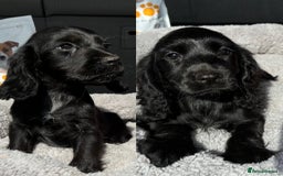 Cocker Spaniel dogs for sale: Cocker spaniel puppies  - Image 3
