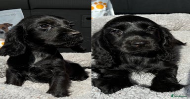 Cocker Spaniel dogs - Advert 6