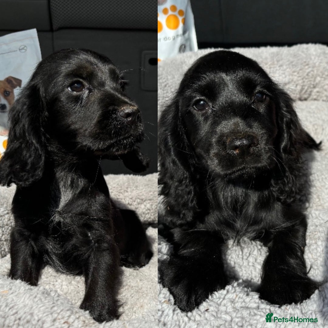 Cocker Spaniel dogs for sale: Cocker spaniel puppies  - Image 3