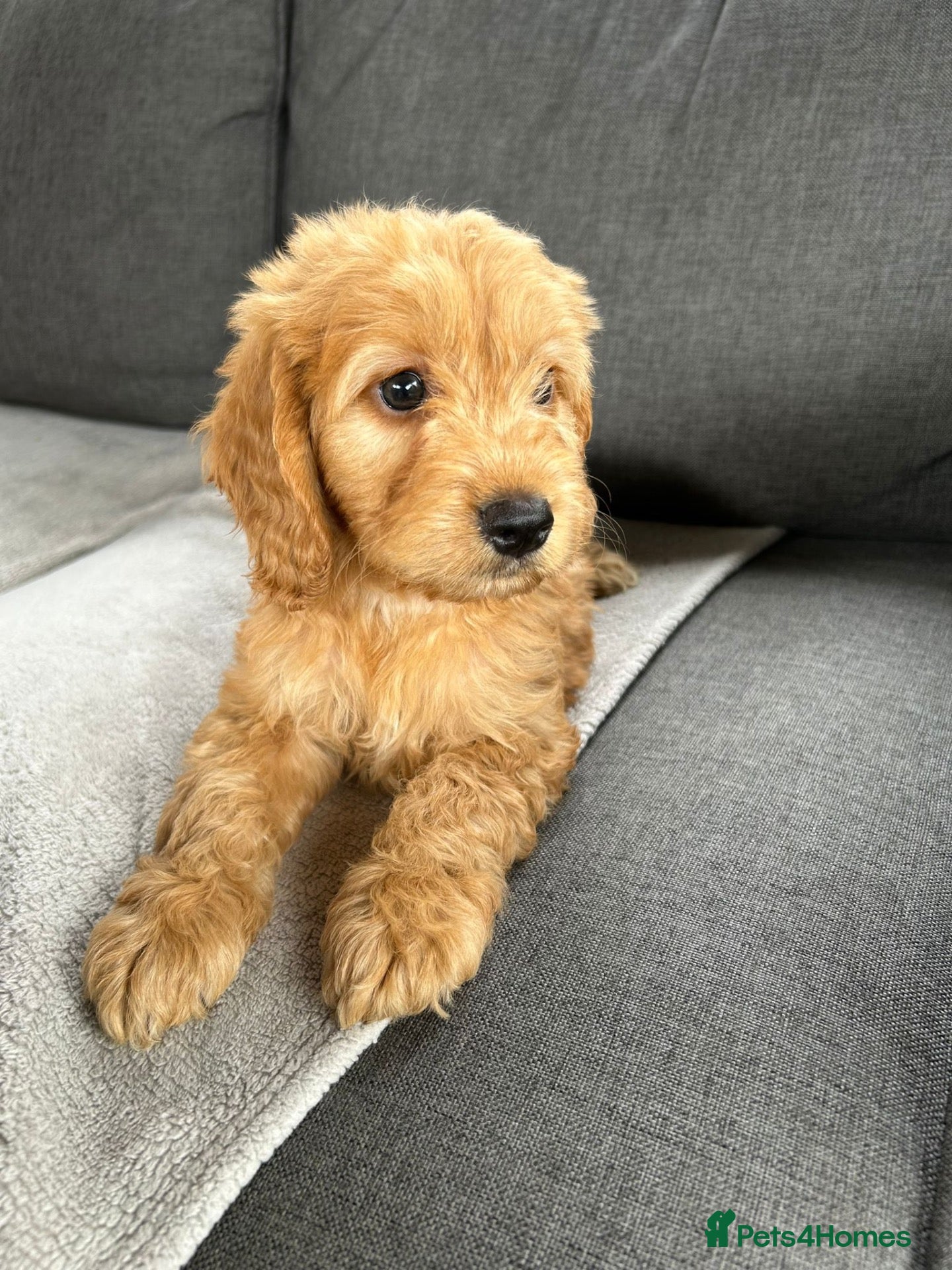 Cockapoo dogs Miniature F1 cockapoo puppies ready to leave - Advert 2