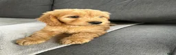 Cockapoo dogs for sale: F1 beautiful miniature cockapoos  - Advert 7