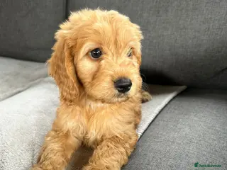 Cockapoo dogs Miniature F1 cockapoo puppies ready to leave - Advert 2