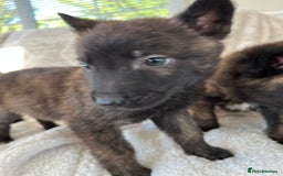 Belgian Shepherd Dog dogs for sale: Dutch herders - Advert 2