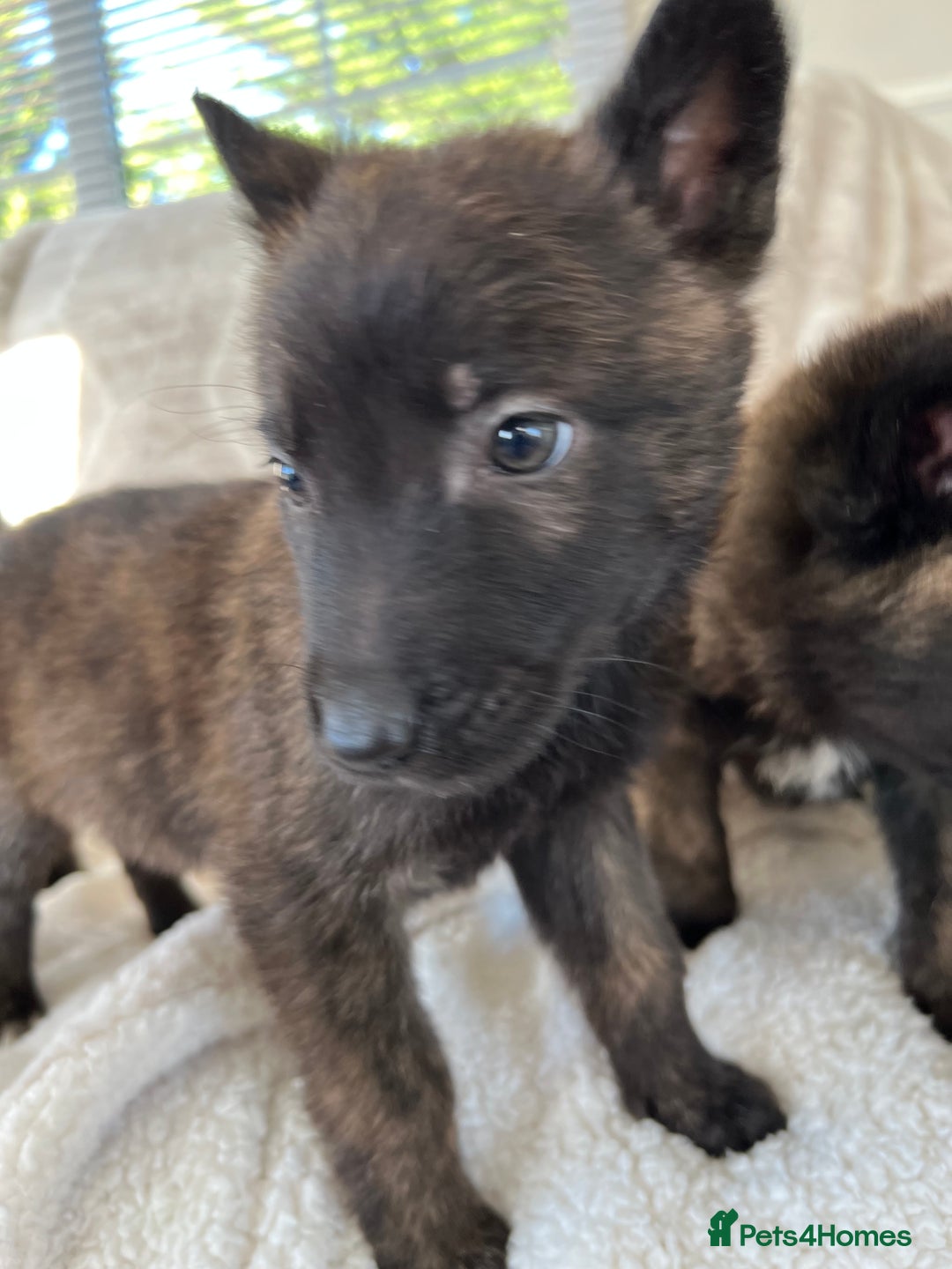 Belgian Shepherd Dog dogs for sale: Dutch herders - Advert 2