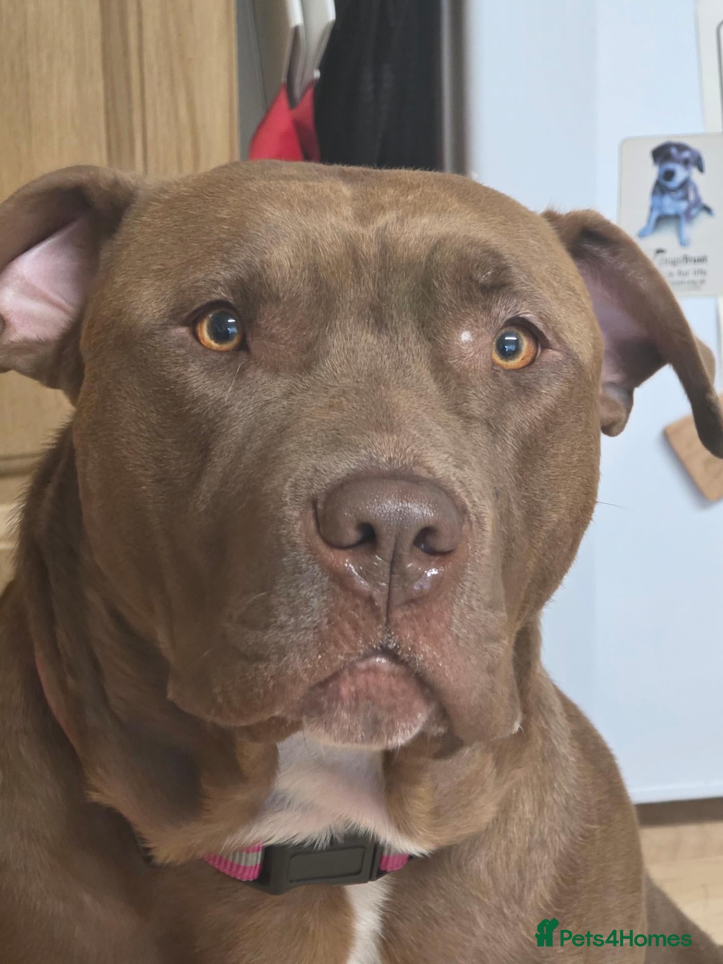 American Bulldog dogs 2 year old female American bulldog - Advert 1