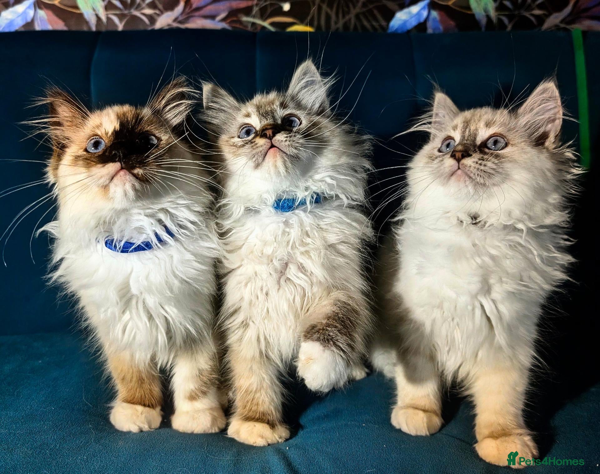 Ragdoll cats Ready for New Homes. Tortie and tabby ragdolls - Advert 1