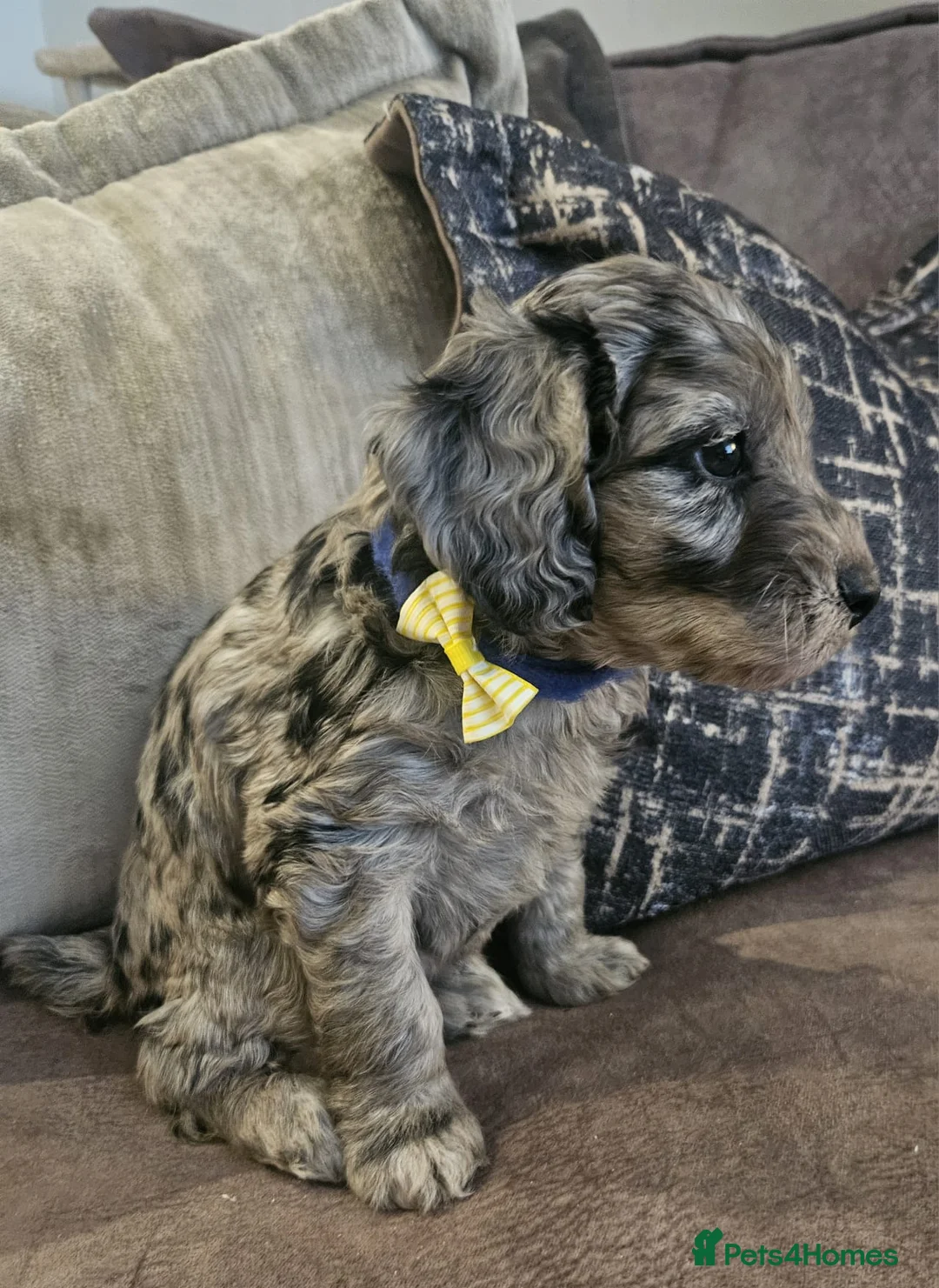 Cockapoo dogs for sale: Stunning cockapoo🖤🖤 - Advert 4