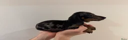 Miniature Dachshund dogs for sale: READY NOW KC Miniature Dachshunds  - Advert 6