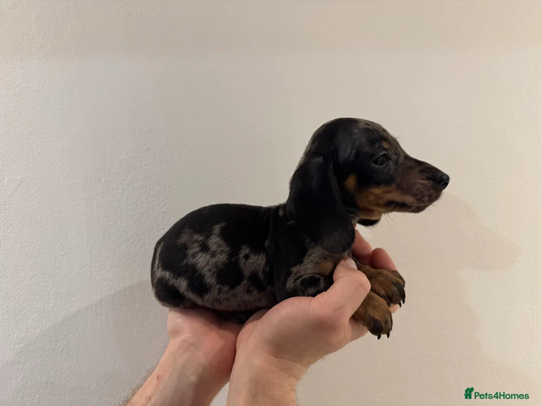 Miniature Dachshund dogs for sale: READY NOW KC Miniature Dachshunds  - Advert 6
