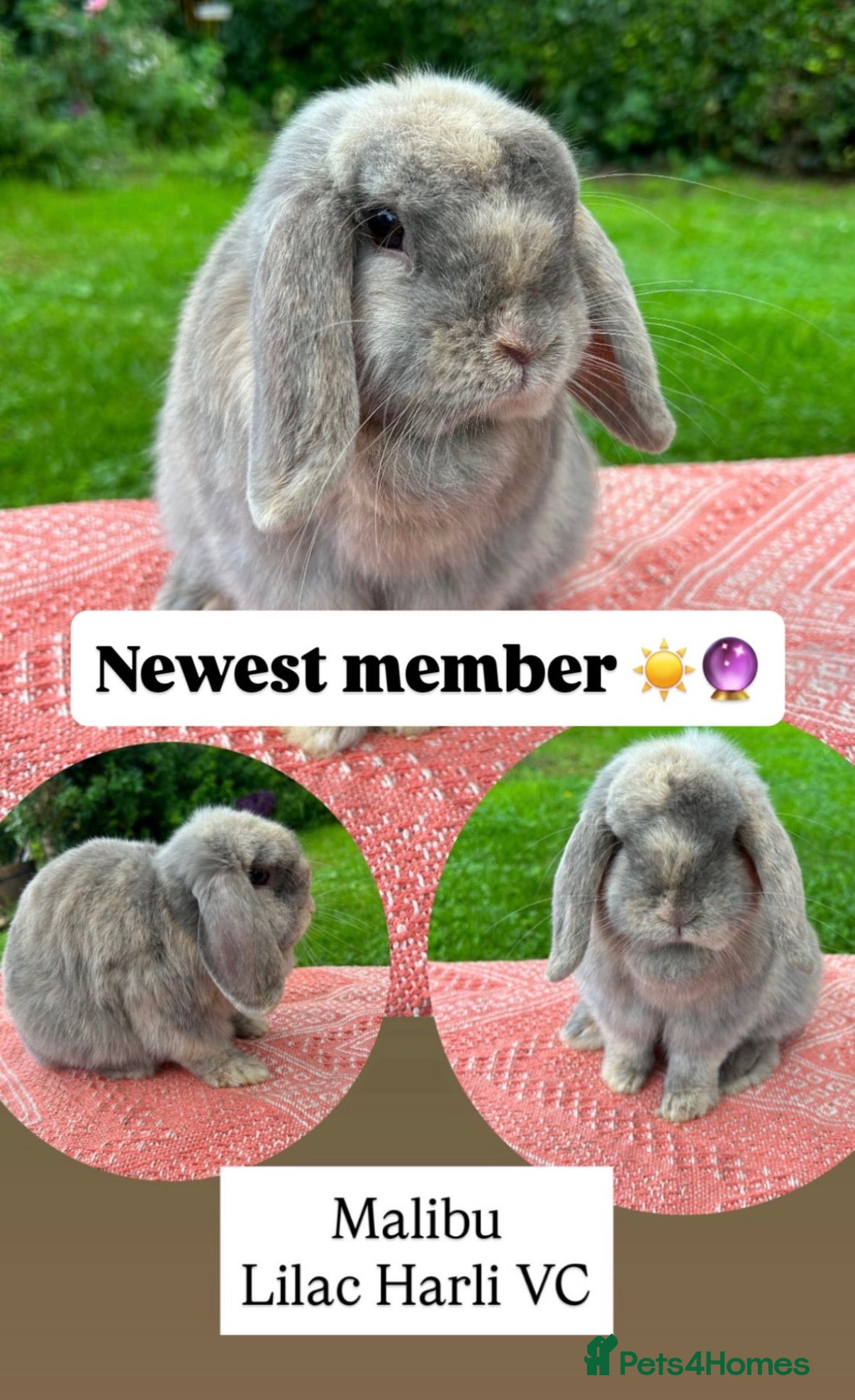 Mini Lop rabbits Friendly adult mini lop - Advert 5